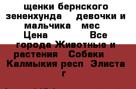 щенки бернского зененхунда. 2 девочки и 2 мальчика(2 мес.) › Цена ­ 22 000 - Все города Животные и растения » Собаки   . Калмыкия респ.,Элиста г.
